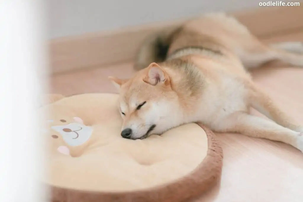 snoozing shiba inu sleeping