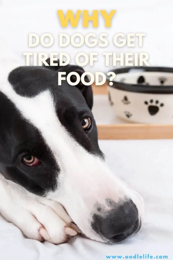 do dogs get tired of their food