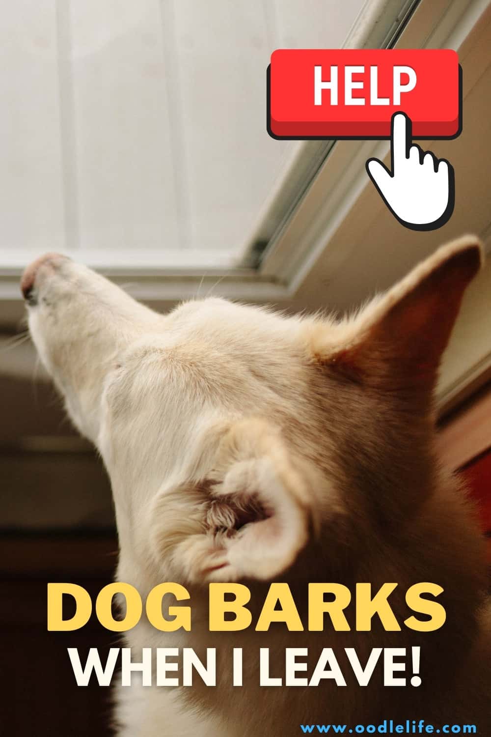 My Dog Barks When I Leave [Help!] Oodle Life