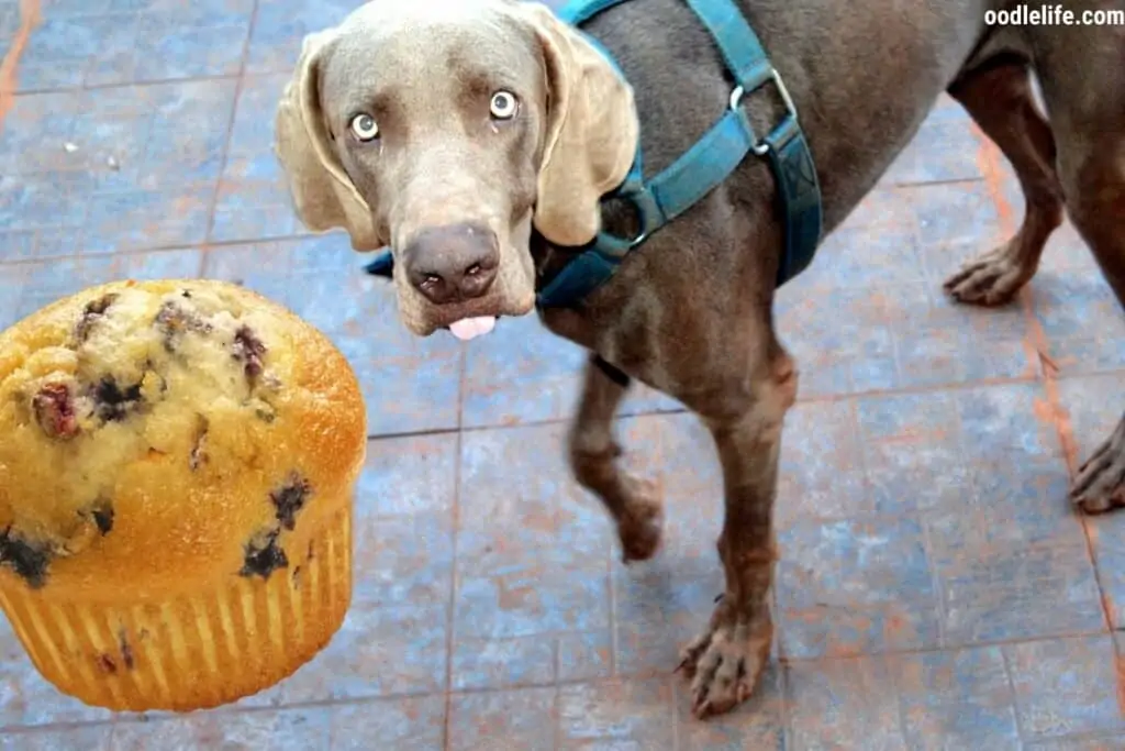 can dogs have blueberry muffins