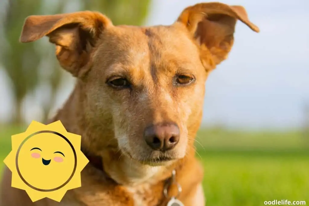 a happy dog enjoying strong sun