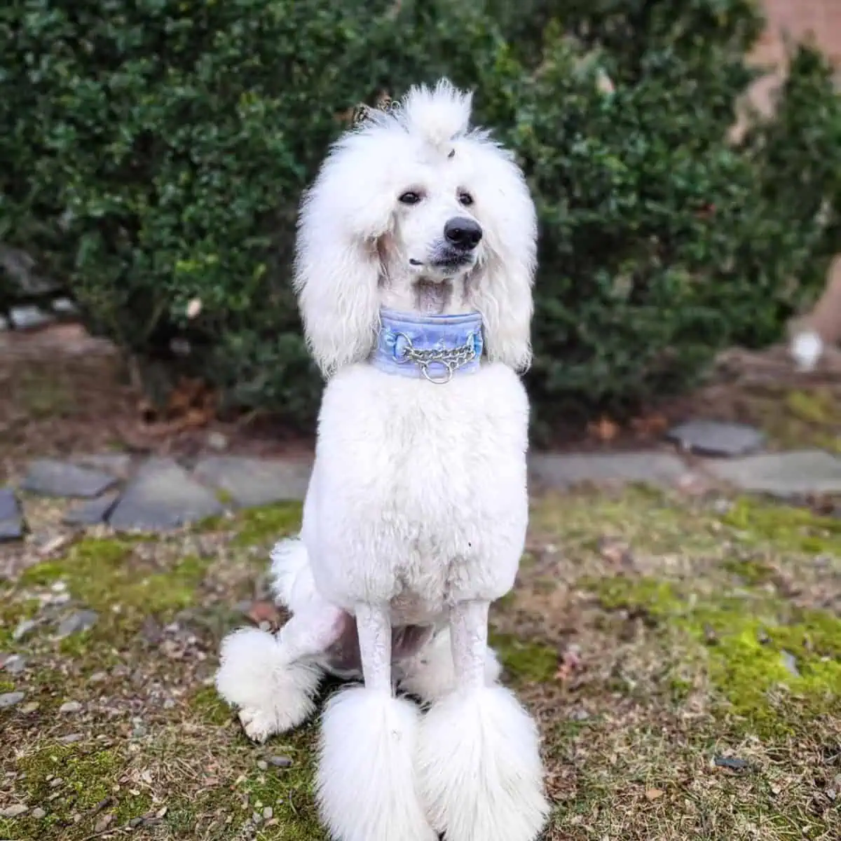 elegant Standard Poodle