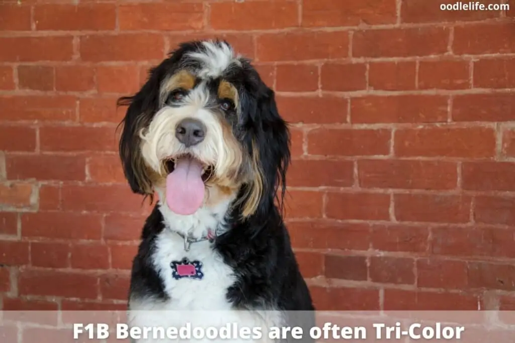 an f1b bernedoodle