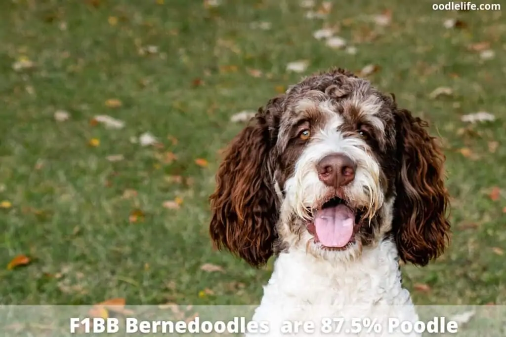 f1bb bernedoodle dog smiliing