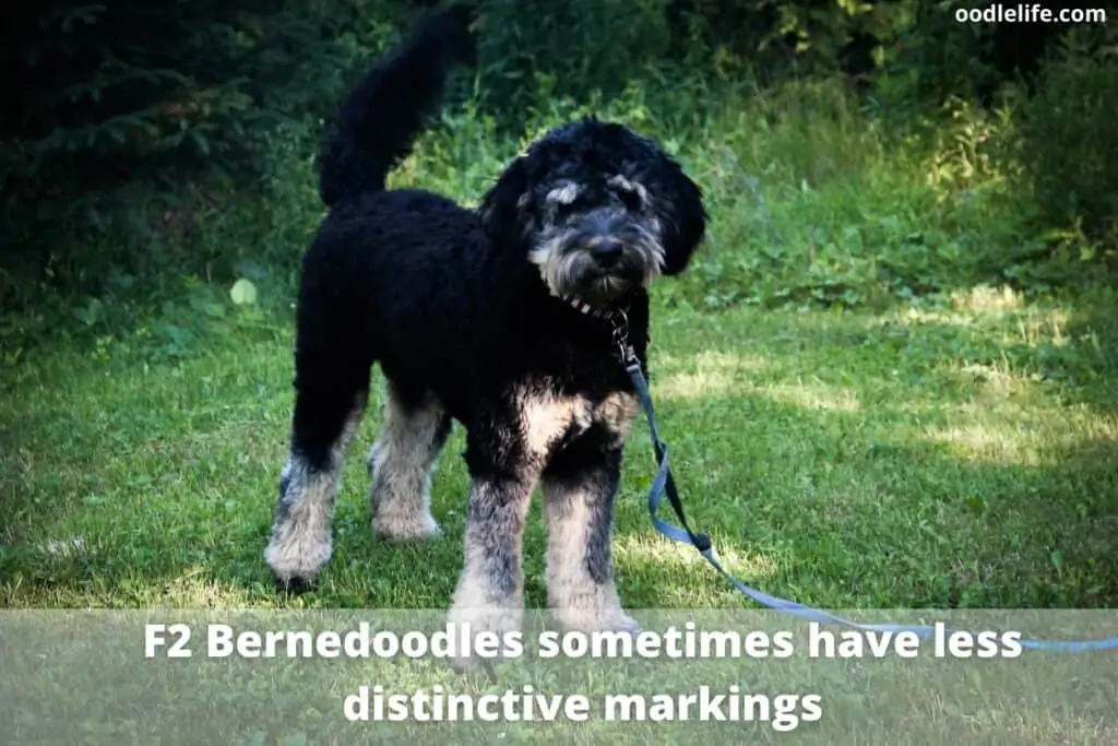 f2 bernedoodle dog mostly black