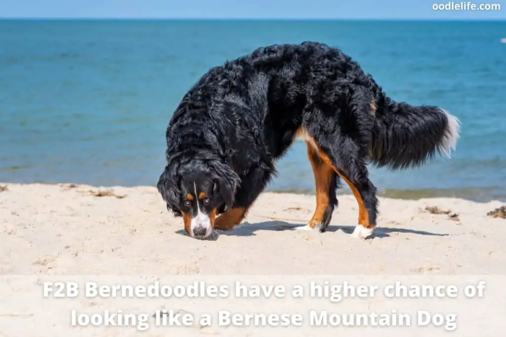 f2b bernedoodle generation on the beach