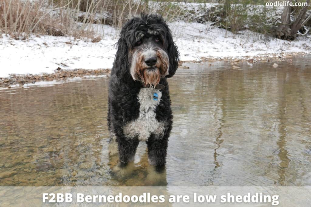 f2bb bernedoodle dog in a lake