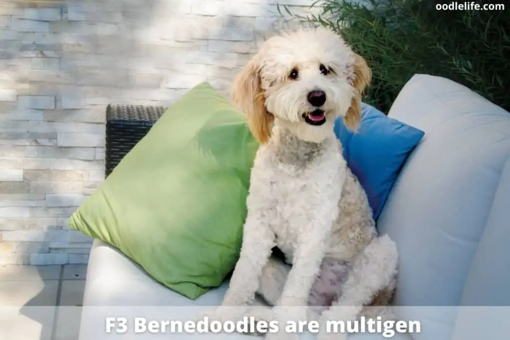 f2 generation bernedoodle