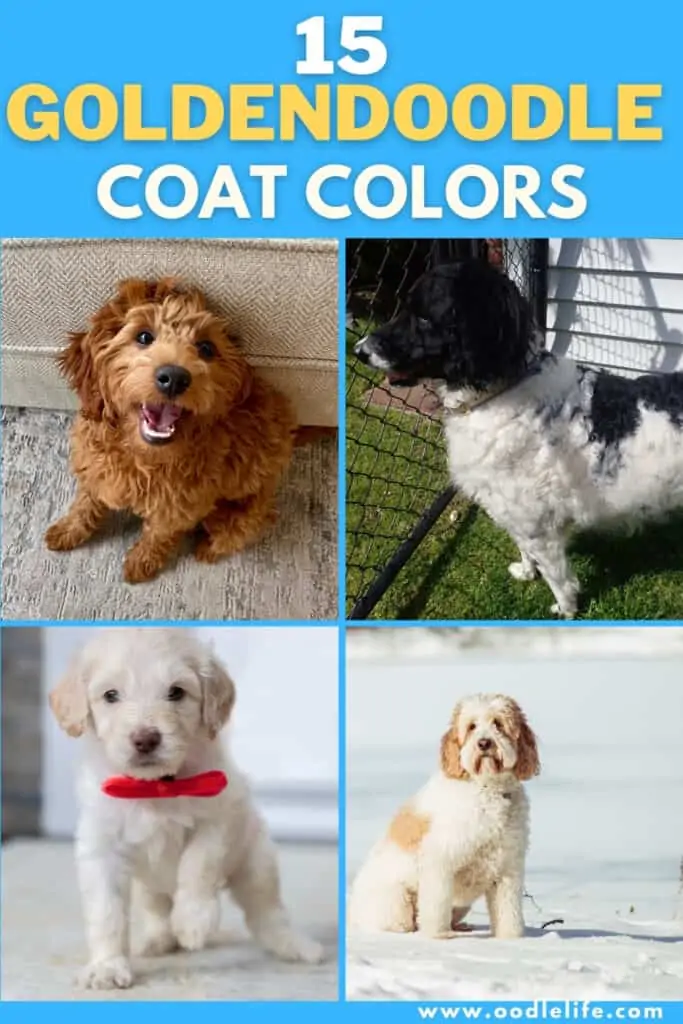 15 goldendoodle coat colors