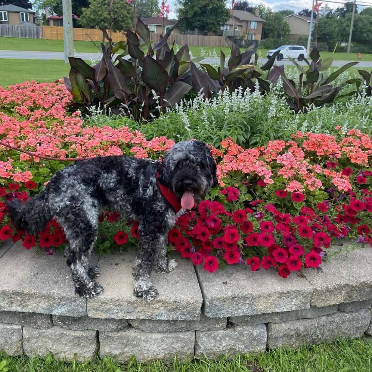 good behavior from Cockapoo