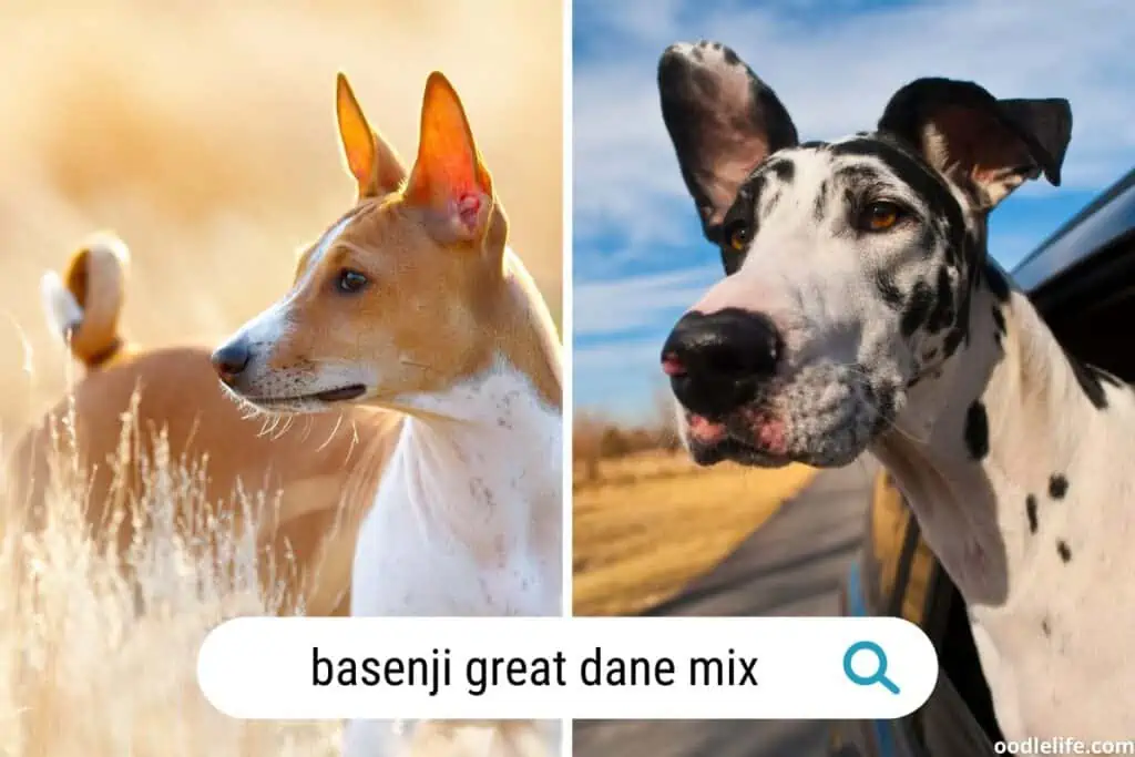 great dane basenji mix