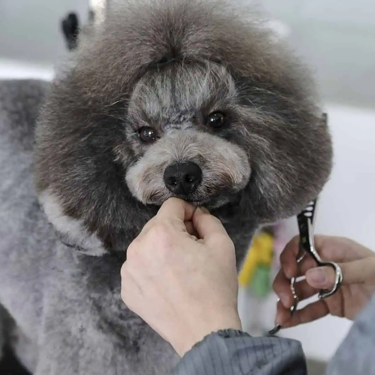 grooming a silver Poodle