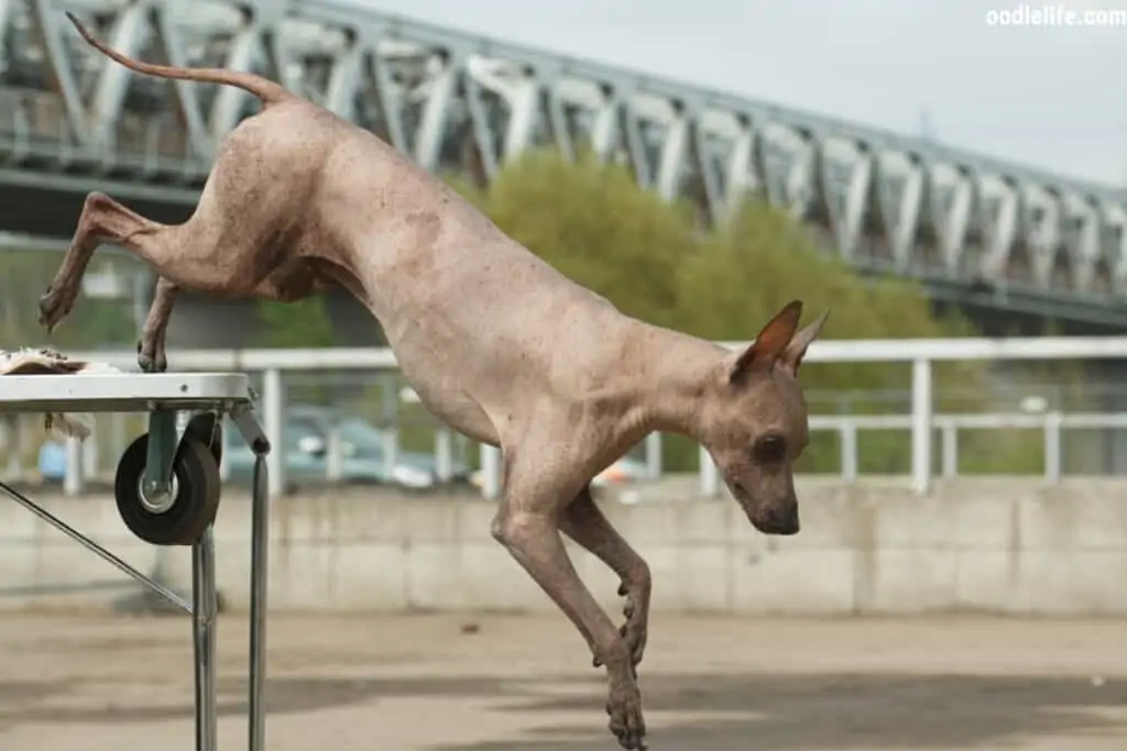 hairless peruvian inca orchid