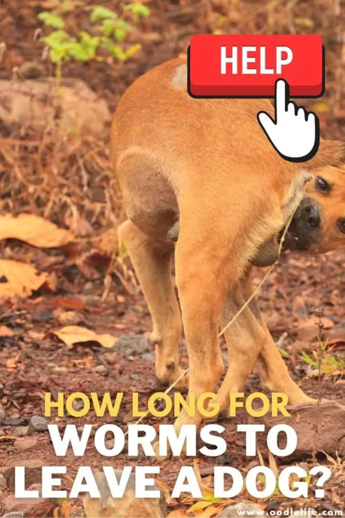 how long does it take for worms to leave a dog