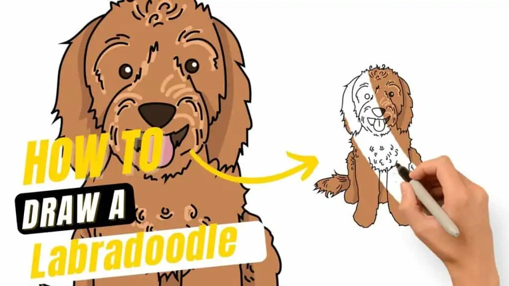 how to draw a labradoodle