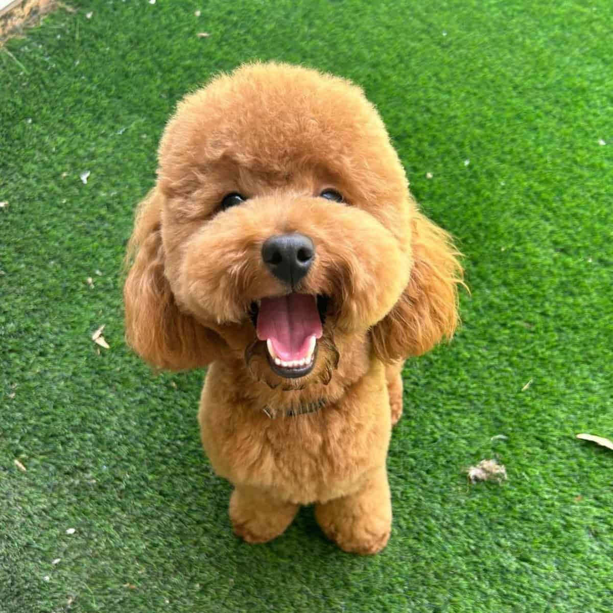 hyper Toy Poodle