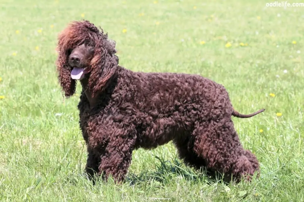 an Irish Water Spaniel dog