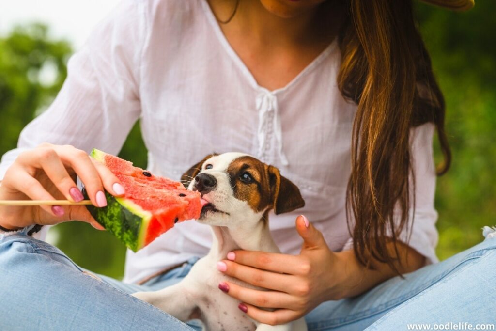 jack russell puppy eating watermelon