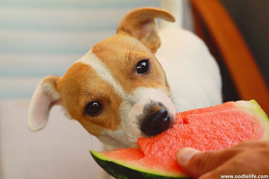 adult terrier eats watermelon