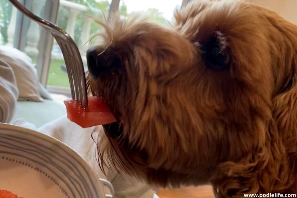labradoodle eating watermelon