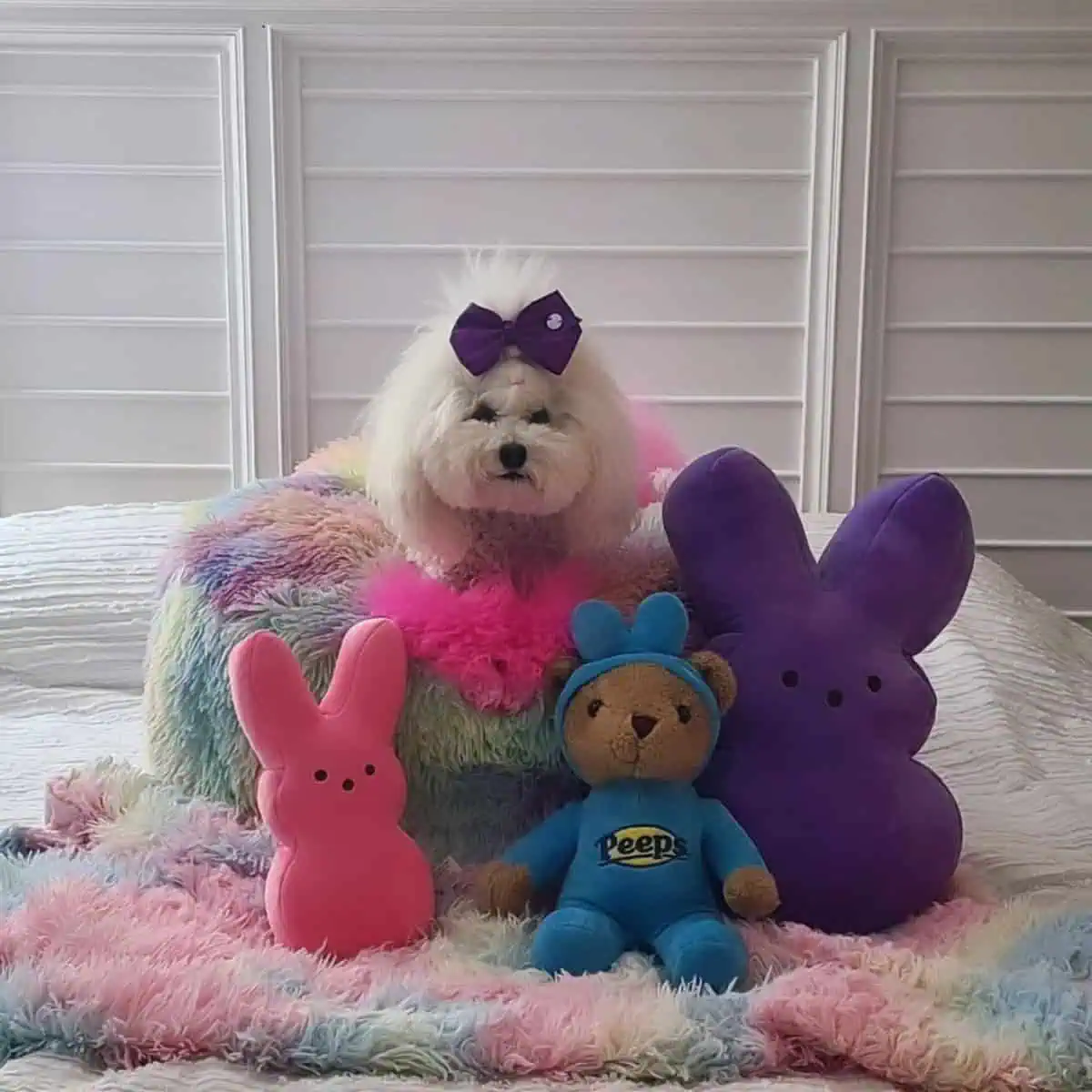 lying Poodle with plush toys