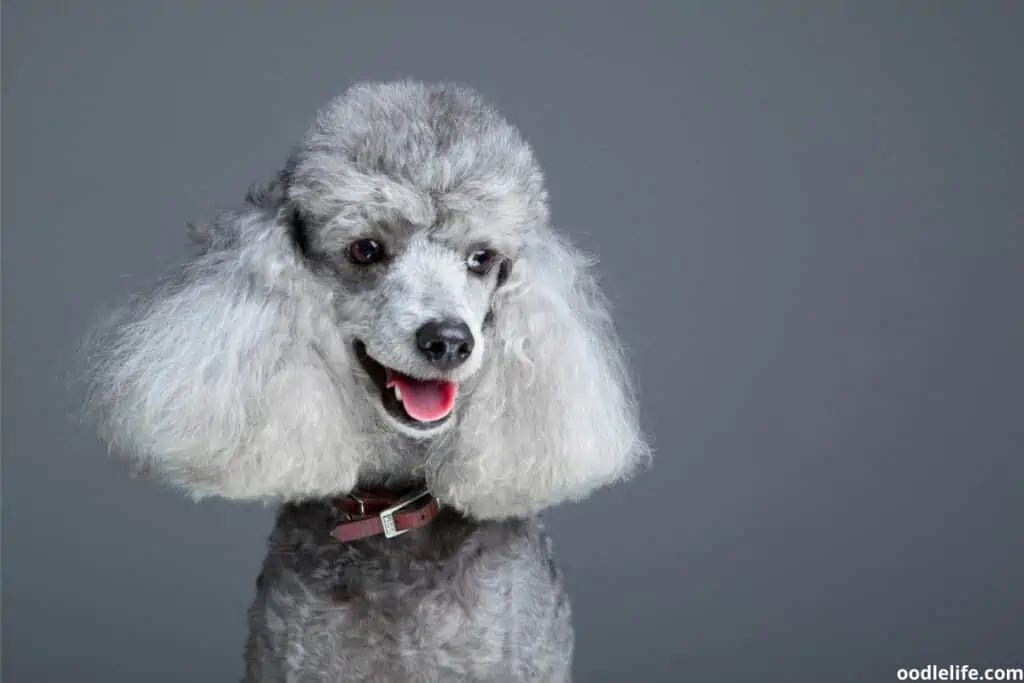 a merle gray poodle