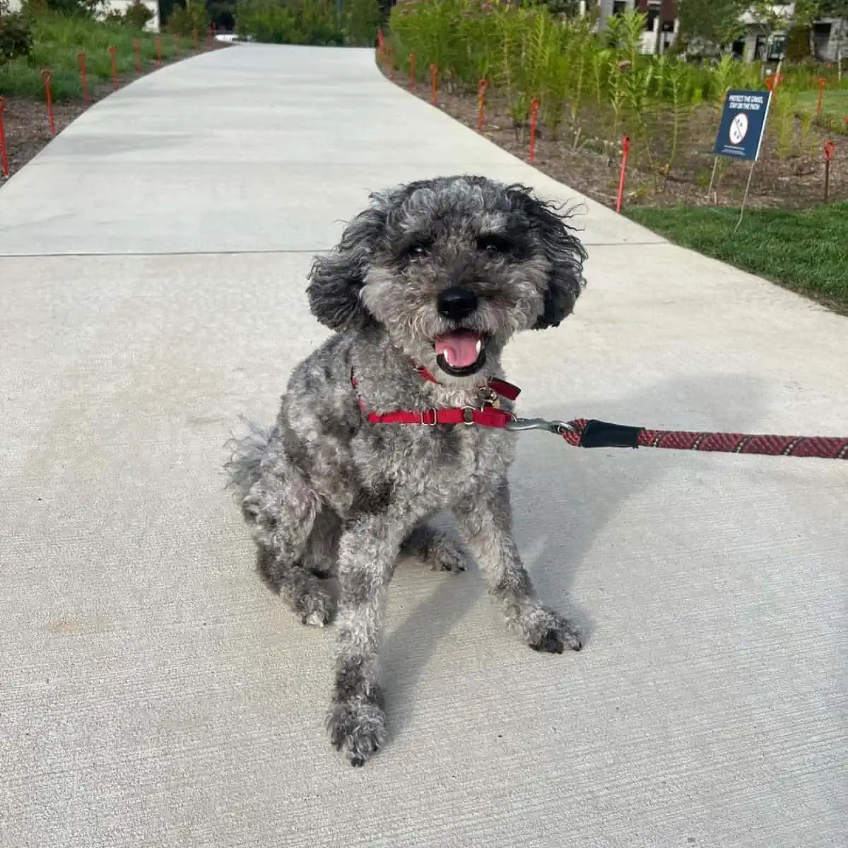 merle Mini Goldendoodle outside