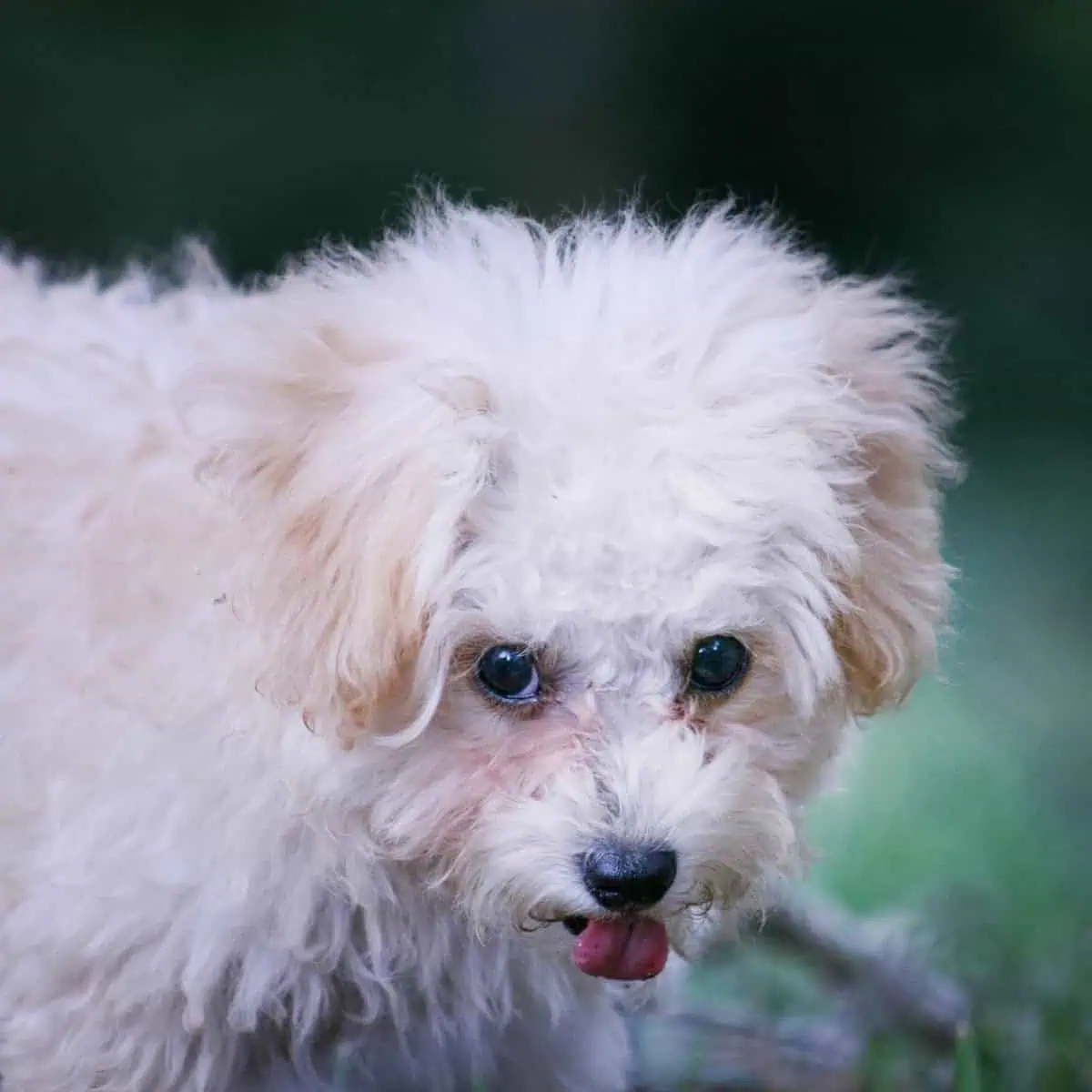 Mini Poodle wants to lick coat