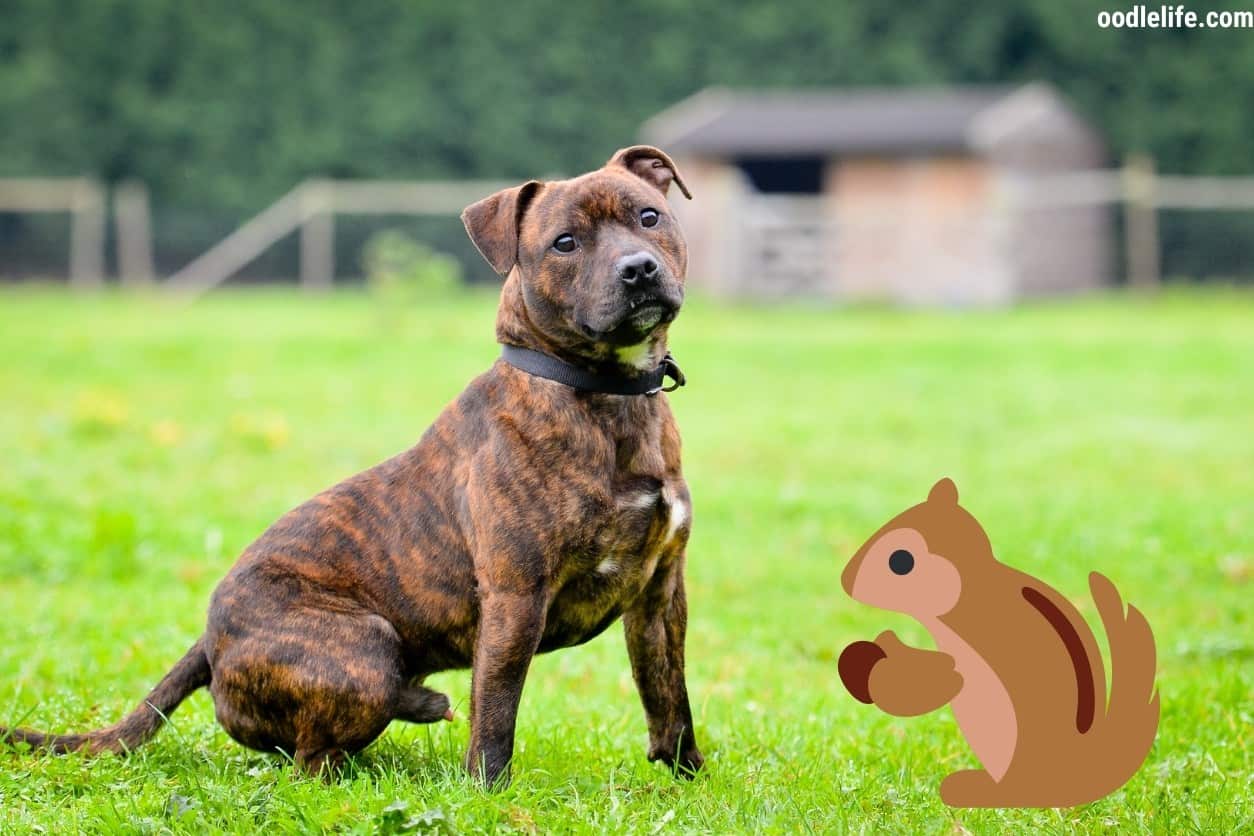 My Dog Killed A Squirrel: Should I Be Worried? - Oodle Life