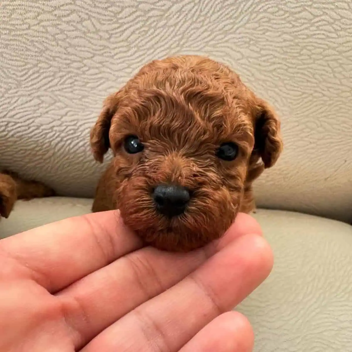 newborn Toy Poodle