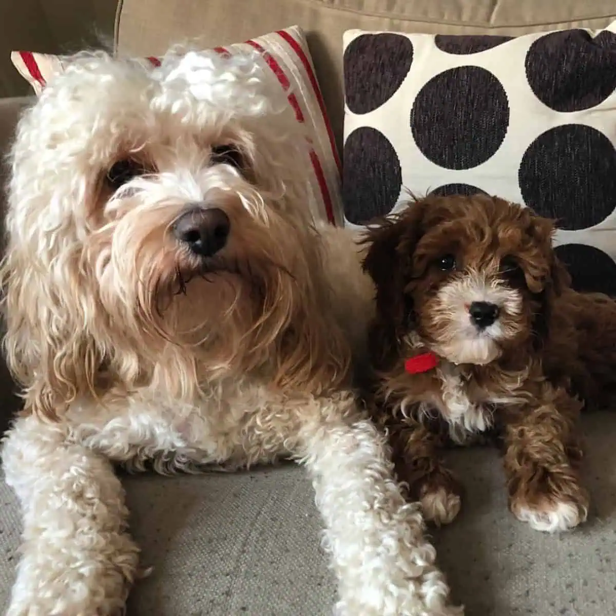 old and young Cavapoos