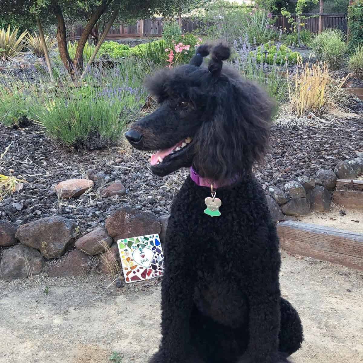 panting Poodle looks anxious