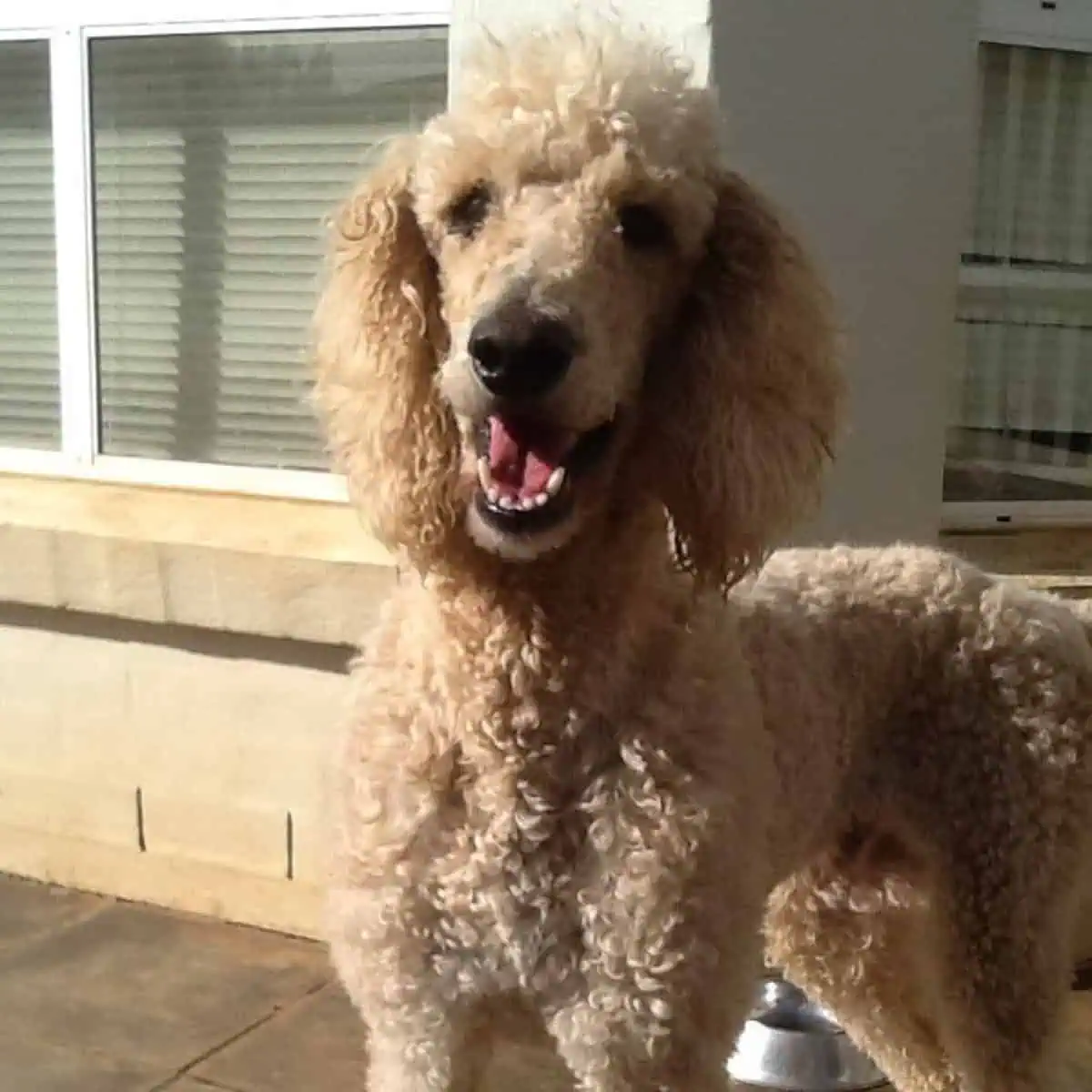 panting Poodle needs grooming