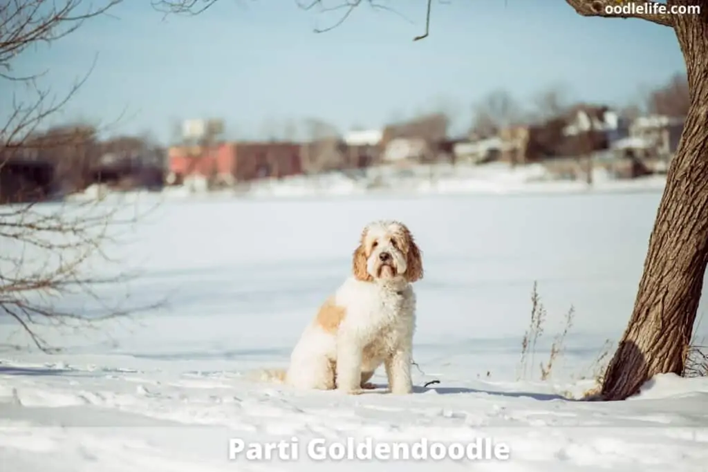 parti goldendoodle coat color