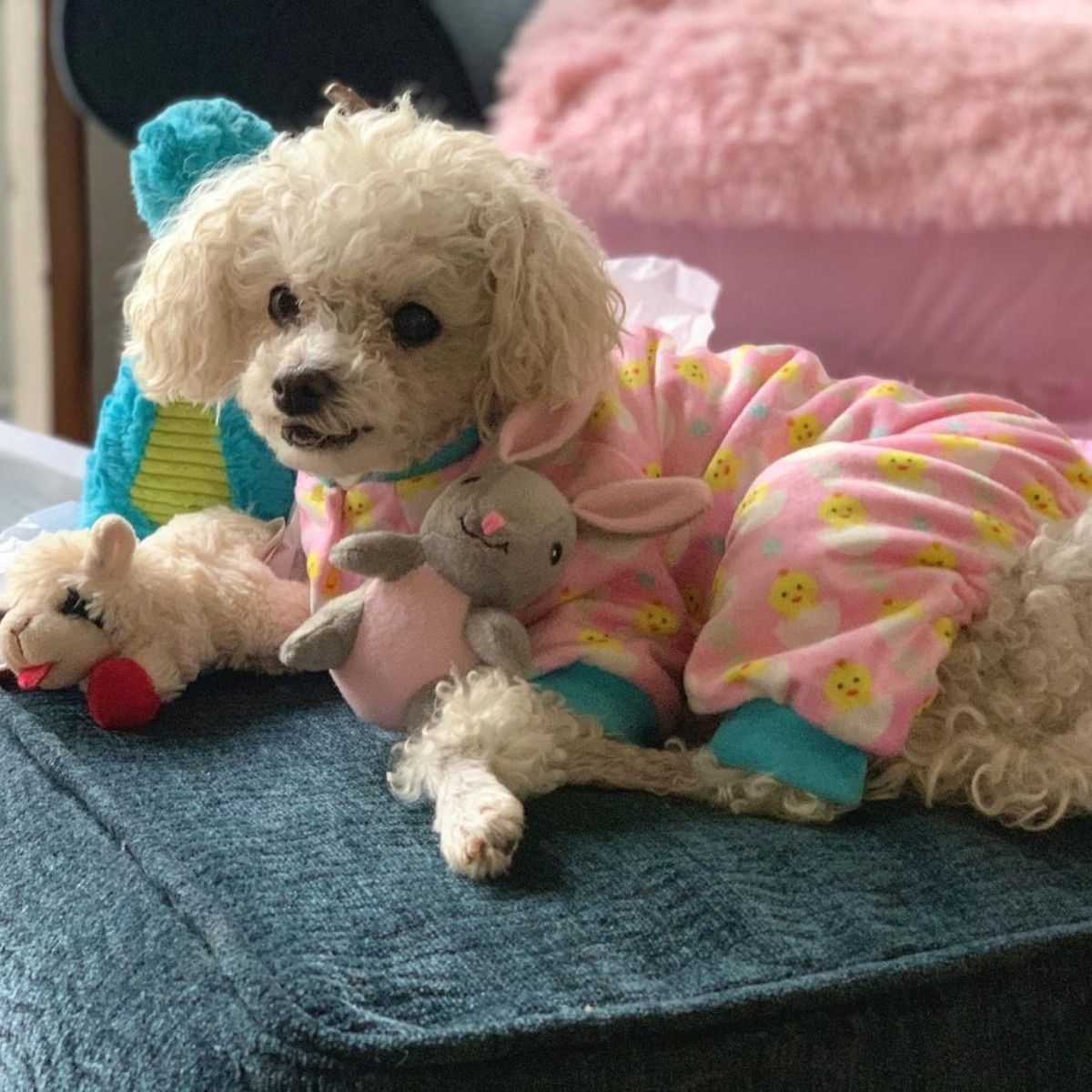 pink clothing of Poodle