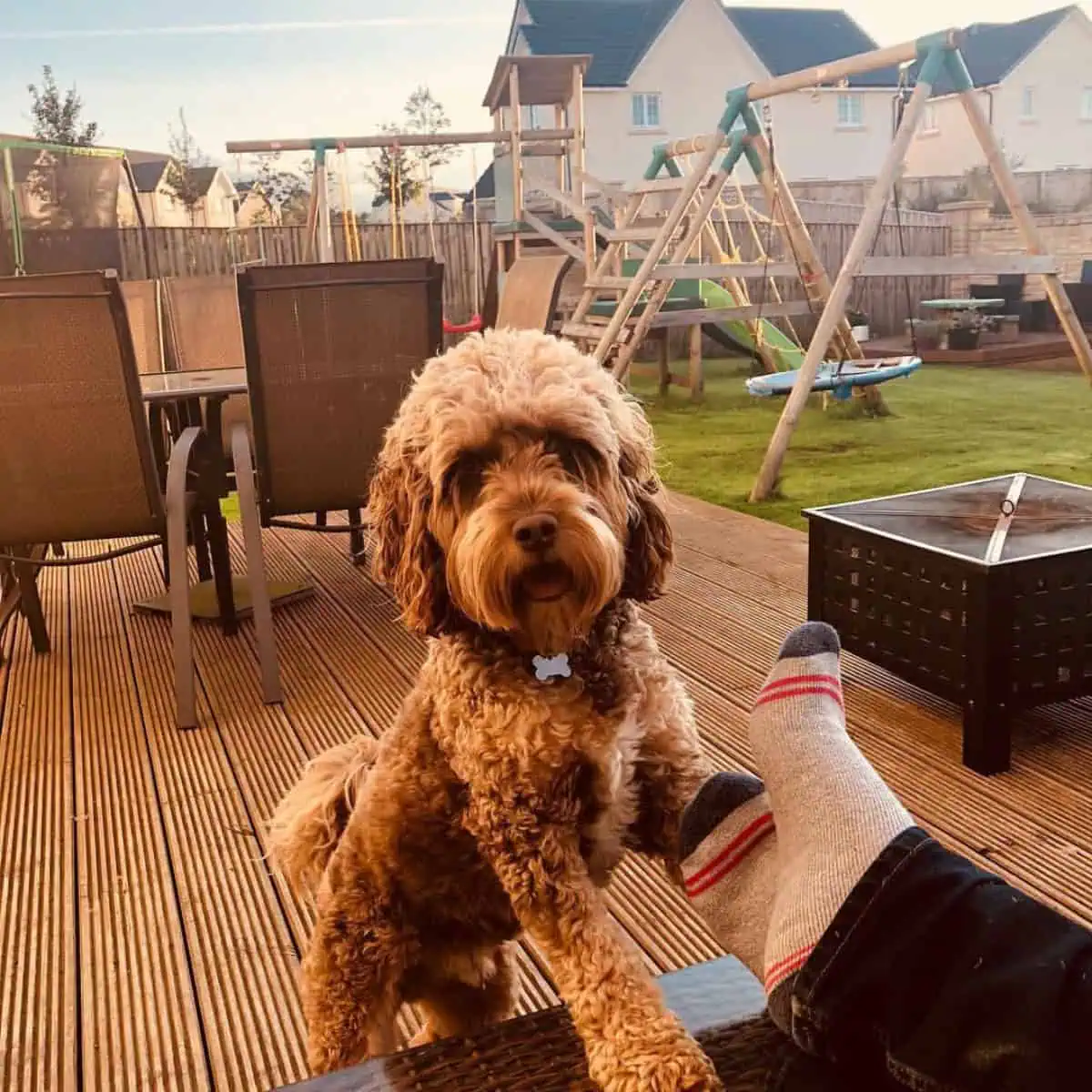 playful Cavapoo wants attention