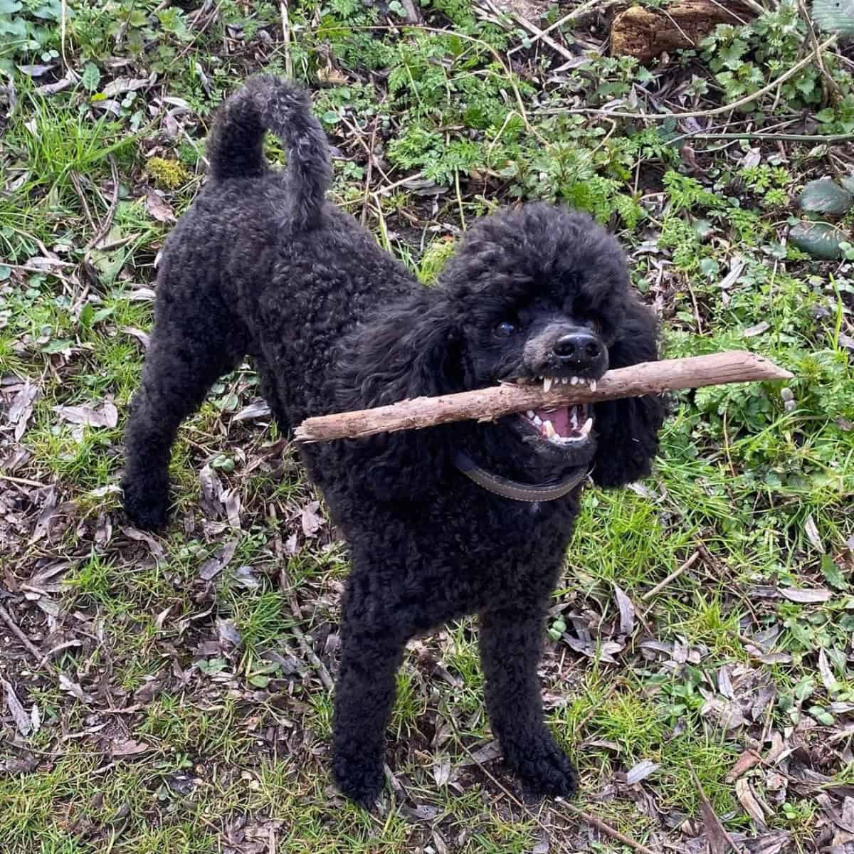 playing fetch with black Poodle