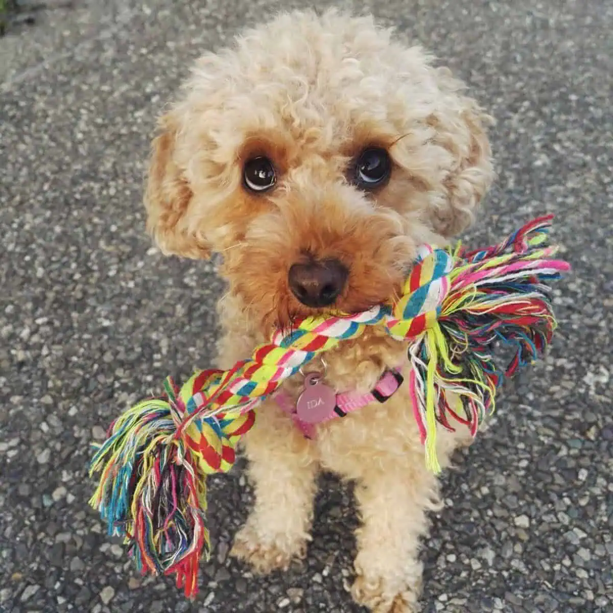 playtime for Poodle