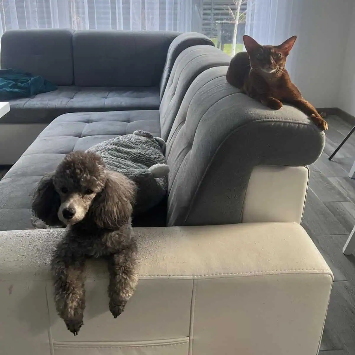 Poodle and cat waits food