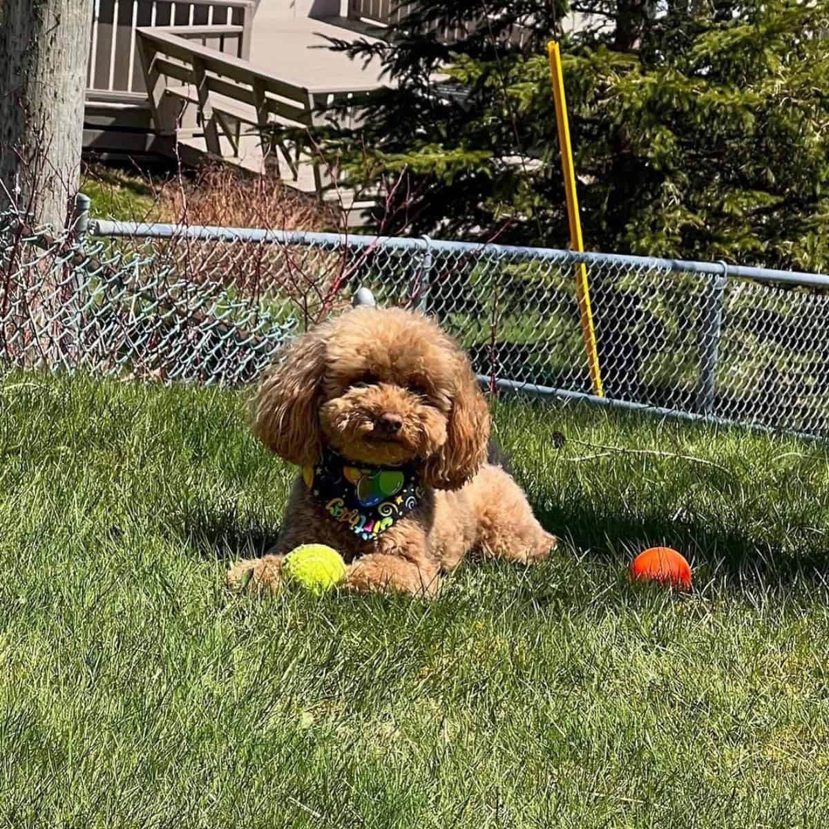 Poodle and his toys