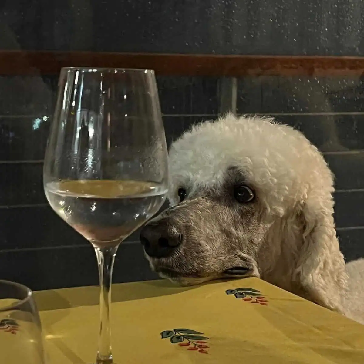 Poodle and the wine