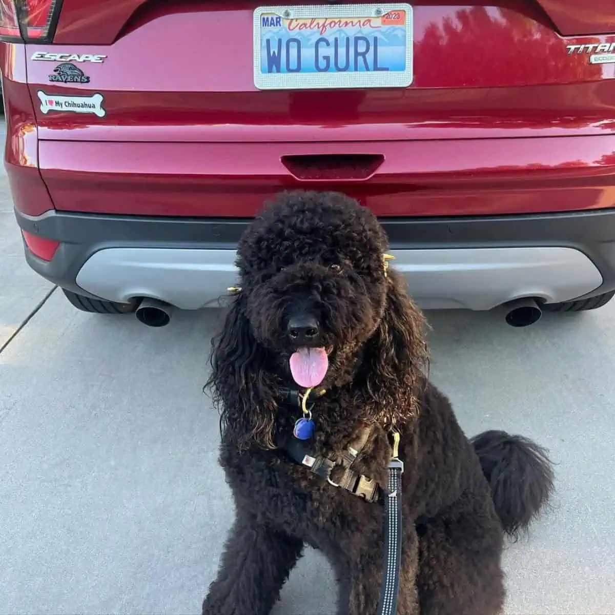 Poodle behind the car panting