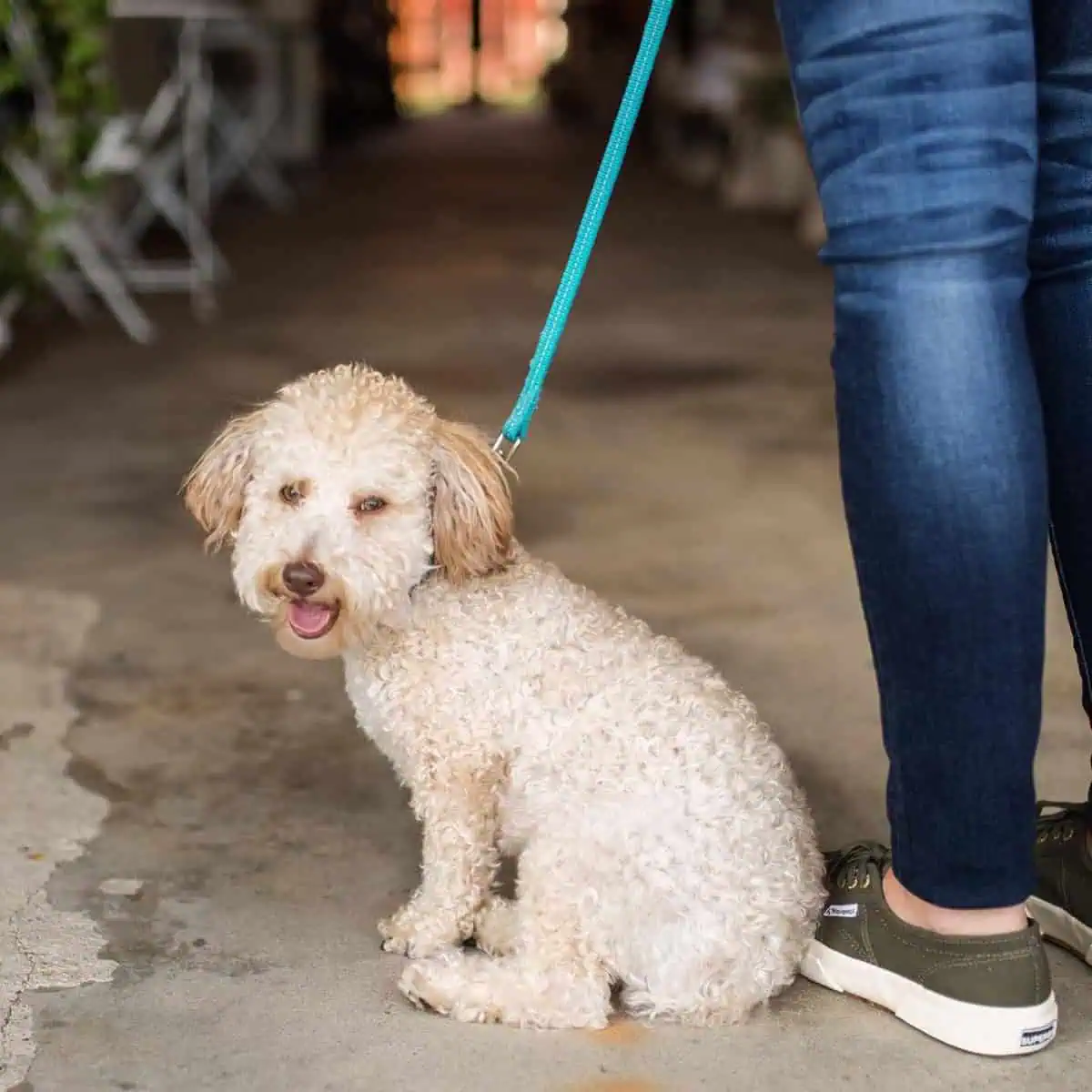 Poodle being trained
