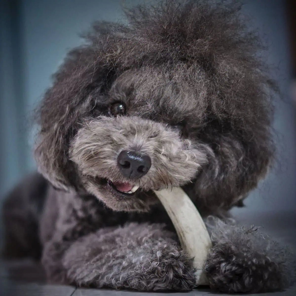 Poodle chewing antler
