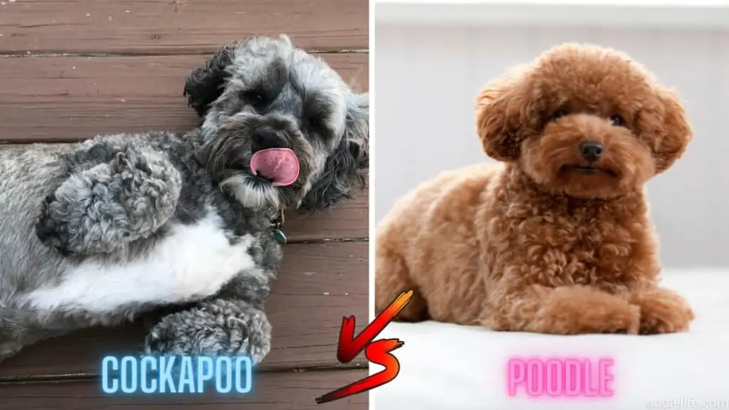 trainable poodle cockapoo