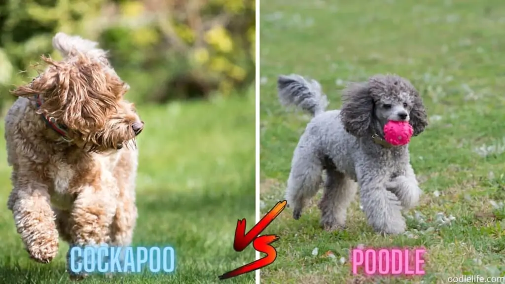 poodle vs cockapoo running outside
