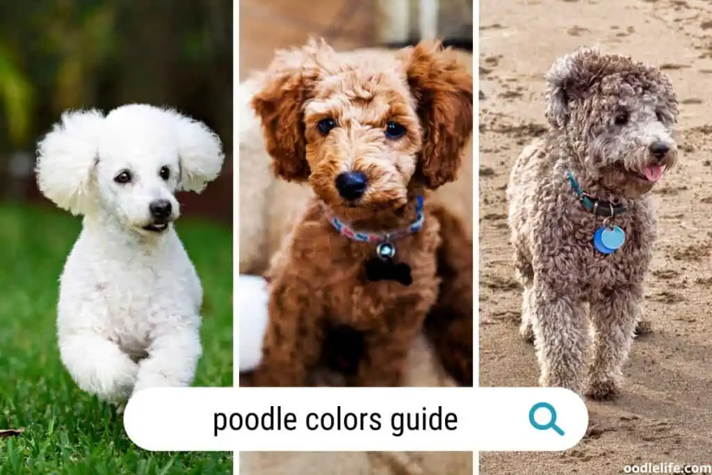 poodle colors guide
