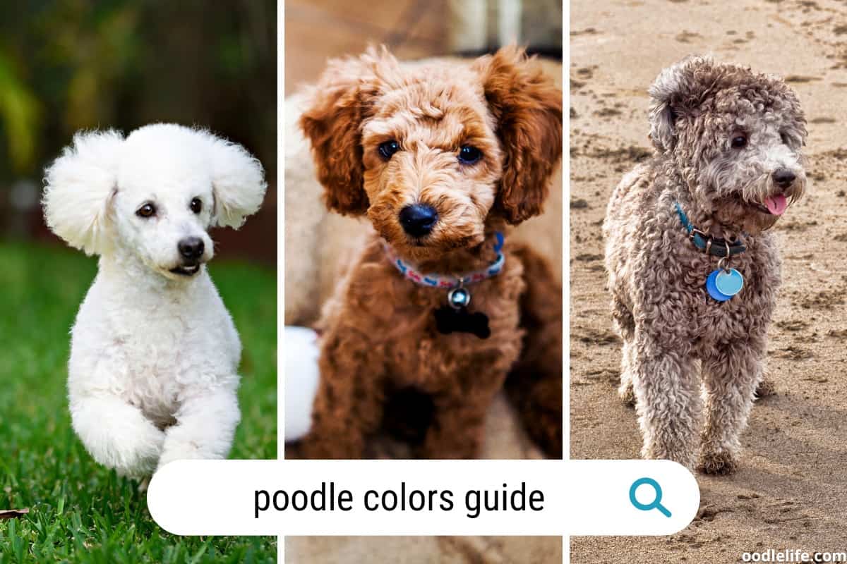 White Poodle with Diverse Nail Colors - wide 10