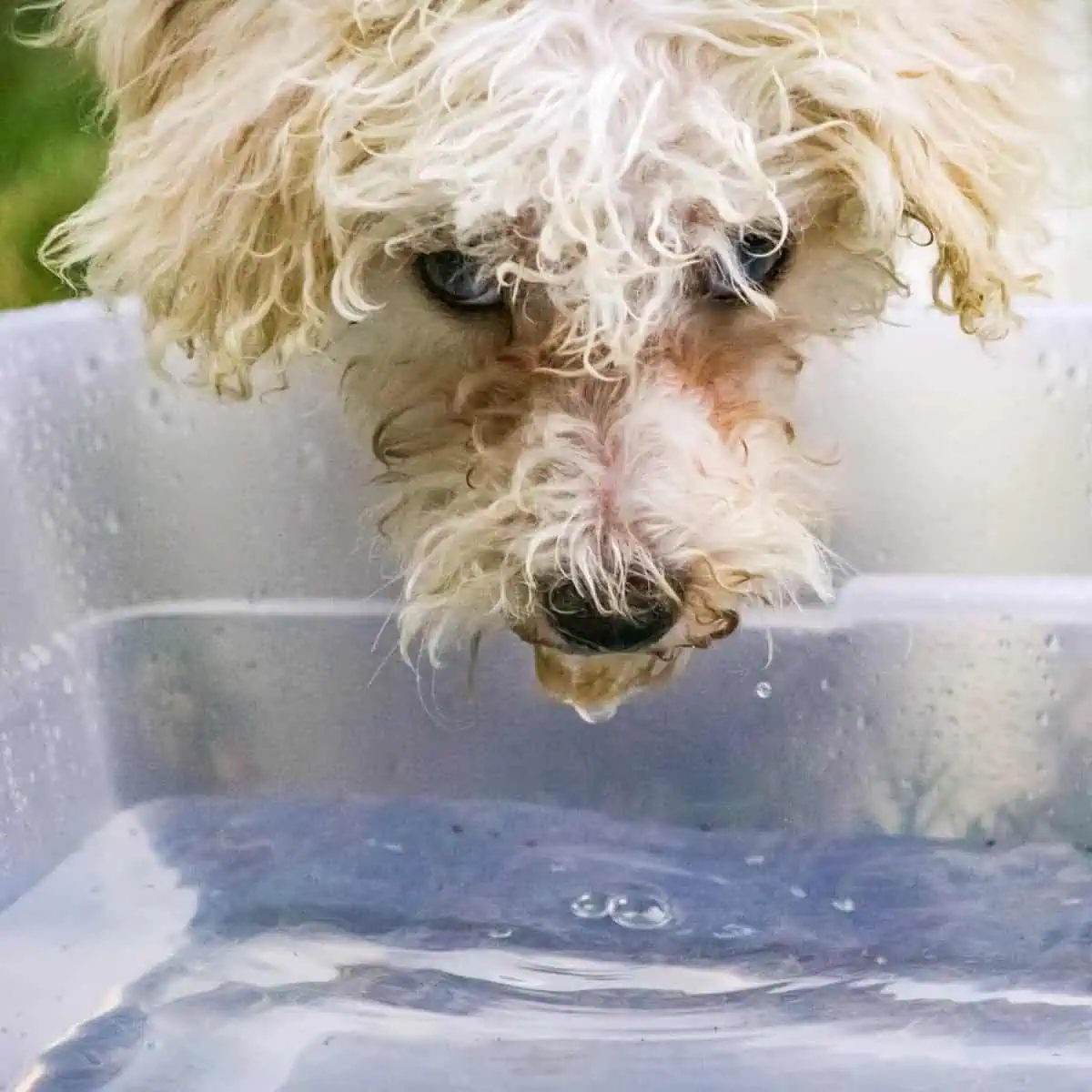 Poodle drinking a lot of water
