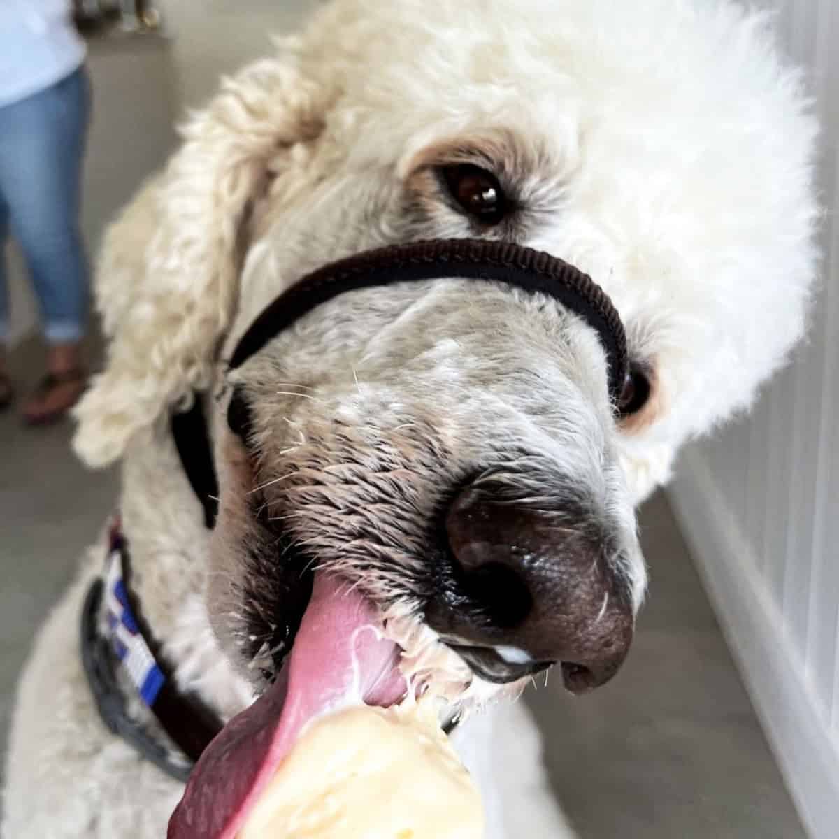 Poodle eating ice cream